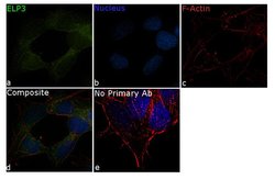 ELP3 Recombinant Rabbit Monoclonal Antibody (16H4L3), Invitrogen&trade;