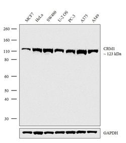 Invitrogen CRM1 Recombinant Rabbit Monoclonal Antibody (8H4L7) 100 &mu;g;