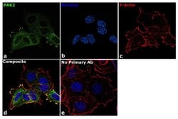 Invitrogen&trade;&nbsp;PAK2 Recombinant Rabbit Monoclonal Antibody (15H1L7)