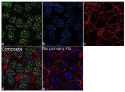 Invitrogen RNF2 Recombinant Rabbit Monoclonal Antibody (13H1L14) 100 &mu;g;