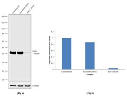 Invitrogen RNF2 Recombinant Rabbit Monoclonal Antibody (13H1L14) 100 &mu;g;