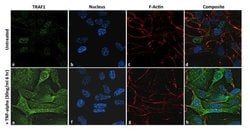 Invitrogen TRAF1 Recombinant Rabbit Monoclonal Antibody (17H21L8) 100 &mu;g;