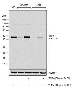 Invitrogen TRAF1 Recombinant Rabbit Monoclonal Antibody (17H21L8) 100 &mu;g;