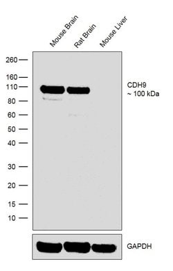 Invitrogen CDH9 Recombinant Rabbit Monoclonal Antibody (7H45L22) 100 &mu;g;
