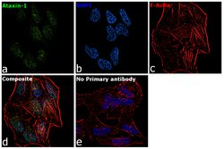 Invitrogen Ataxin 1 Recombinant Rabbit Monoclonal Antibody (16H8L13) 100