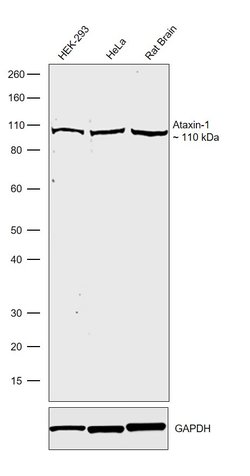 Invitrogen Ataxin 1 Recombinant Rabbit Monoclonal Antibody (16H8L13) 100