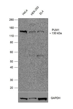 Invitrogen PUM1 Recombinant Rabbit Monoclonal Antibody (8H60L23) 100 &mu;g;