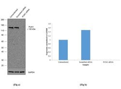Invitrogen PUM1 Recombinant Rabbit Monoclonal Antibody (8H60L23) 100 &mu;g;