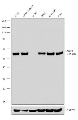 Invitrogen&trade;&nbsp;AKT3 Recombinant Rabbit Monoclonal Antibody (10H3L10)