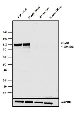 Invitrogen GluR1 Recombinant Rabbit Monoclonal Antibody (4H62L3) 100 &mu;g;