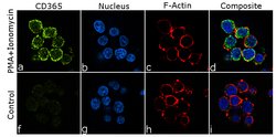 Invitrogen TIM-1 Recombinant Rabbit Monoclonal Antibody (21H16L1) 100 &mu;g;