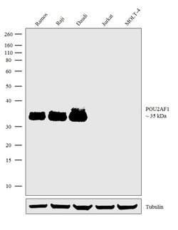 Invitrogen&trade;&nbsp;BOB-1 Recombinant Rabbit Monoclonal Antibody (2H4L5)