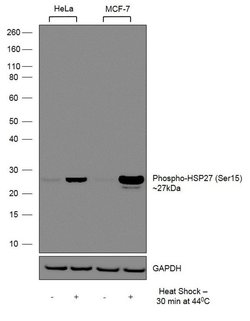 Invitrogen Phospho-HSP27 (Ser15) Recombinant Rabbit Monoclonal Antibody