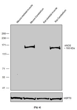 Invitrogen nNOS Recombinant Rabbit Monoclonal Antibody (12H5L22) 100 &mu;g | Buy Online | Invitrogen&trade; | Fisher Scientific