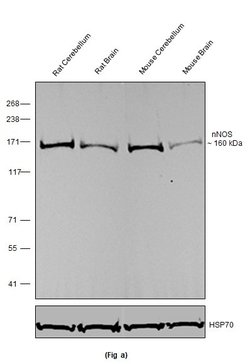 Invitrogen nNOS Recombinant Rabbit Monoclonal Antibody (12H5L22) 100 &mu;g | Buy Online | Invitrogen&trade; | Fisher Scientific