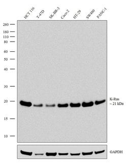 Invitrogen K-Ras Recombinant Rabbit Monoclonal Antibody (11H35L14) 100