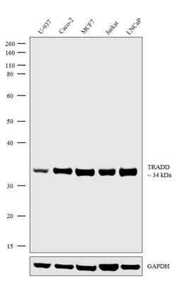 Invitrogen TRADD Recombinant Rabbit Monoclonal Antibody (17H3L22) 100 &mu;g | Buy Online | Invitrogen&trade; | Fisher Scientific