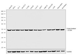 Invitrogen Citrate Synthase Recombinant Rabbit Monoclonal Antibody (3H8L26)