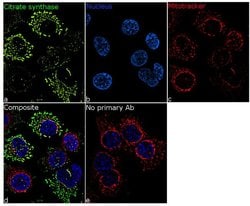 Invitrogen Citrate Synthase Recombinant Rabbit Monoclonal Antibody (3H8L26)