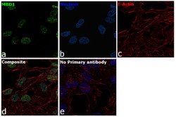Invitrogen MBD1 Recombinant Rabbit Monoclonal Antibody (12H8L4) 100 &mu;g;