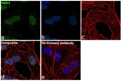 Invitrogen MBD1 Recombinant Rabbit Monoclonal Antibody (12H8L4) 100 &mu;g;