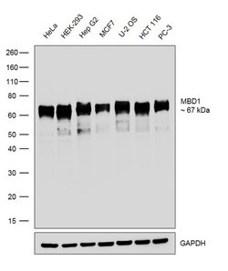 Invitrogen MBD1 Recombinant Rabbit Monoclonal Antibody (12H8L4) 100 &mu;g;