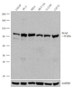 Invitrogen PCAF Recombinant Rabbit Monoclonal Antibody (13H24L4) 100 &mu;g;