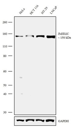 Invitrogen JMJD2C Recombinant Rabbit Monoclonal Antibody (23H4L4) 100 &mu;g;