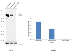 Invitrogen JMJD2C Recombinant Rabbit Monoclonal Antibody (23H4L4) 100 &mu;g;
