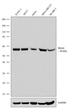 Invitrogen&trade;&nbsp;PKM2 Recombinant Rabbit Monoclonal Antibody (3H4L19)