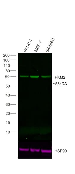 Invitrogen PKM2 Recombinant Rabbit Monoclonal Antibody (3H4L19), Alexa