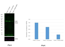 Invitrogen PKM2 Recombinant Rabbit Monoclonal Antibody (3H4L19), Alexa