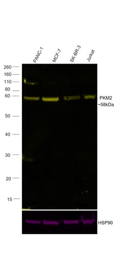 Invitrogen PKM2 Recombinant Rabbit Monoclonal Antibody (3H4L19), Alexa
