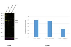Invitrogen PKM2 Recombinant Rabbit Monoclonal Antibody (3H4L19), Alexa