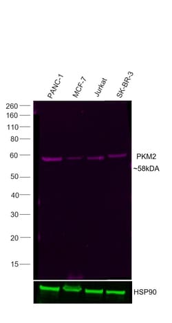 Invitrogen PKM2 Recombinant Rabbit Monoclonal Antibody (3H4L19), Alexa