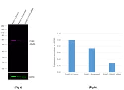 Invitrogen PKM2 Recombinant Rabbit Monoclonal Antibody (3H4L19), Alexa
