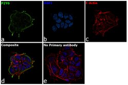 Invitrogen P2Y6 Recombinant Rabbit Monoclonal Antibody (8H45L52) 100 &mu;g;
