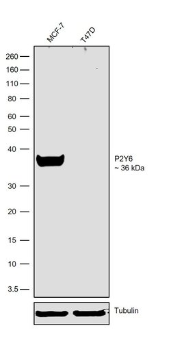 Invitrogen P2Y6 Recombinant Rabbit Monoclonal Antibody (8H45L52) 100 &mu;g;