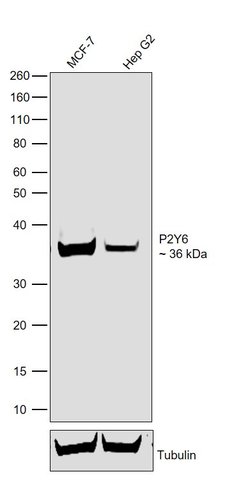 Invitrogen P2Y6 Recombinant Rabbit Monoclonal Antibody (8H45L52) 100 &mu;g;