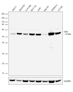 Invitrogen CHK1 Recombinant Rabbit Monoclonal Antibody (7H23L8) 100 &mu;g;