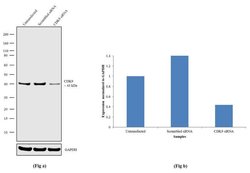 Invitrogen CDK9 Recombinant Rabbit Monoclonal Antibody (5H36L13) 100 &mu;g;