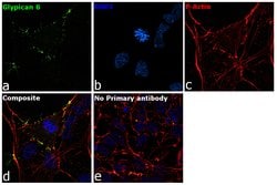 Invitrogen Glypican 6 Recombinant Rabbit Monoclonal Antibody (8H34L5) 100