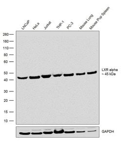 Invitrogen LXR alpha Recombinant Rabbit Monoclonal Antibody (12H21L12)