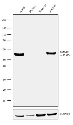 Invitrogen SOX10 Recombinant Rabbit Monoclonal Antibody (5H7L26) 100 &mu;g;