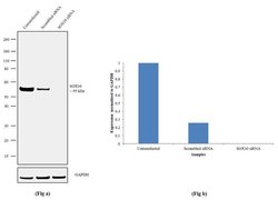 Invitrogen SOX10 Recombinant Rabbit Monoclonal Antibody (5H7L26) 100 &mu;g;
