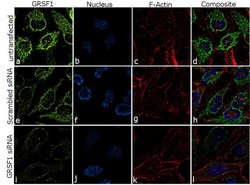 Invitrogen GRSF1 Recombinant Rabbit Monoclonal Antibody (11H24L16) 100 &mu;g | Buy Online | Invitrogen&trade; | Fisher Scientific