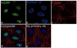 Invitrogen HJURP Recombinant Rabbit Monoclonal Antibody (16H6L17) 100 &mu;g;