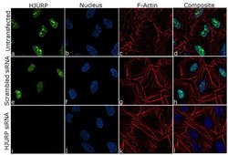 Invitrogen HJURP Recombinant Rabbit Monoclonal Antibody (16H6L17) 100 &mu;g;