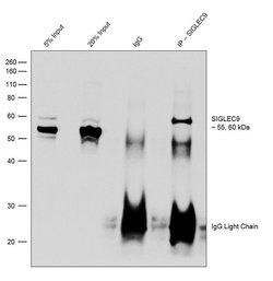 Invitrogen SIGLEC9 Recombinant Rabbit Monoclonal Antibody (8H11L21) 100