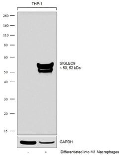 Invitrogen SIGLEC9 Recombinant Rabbit Monoclonal Antibody (8H11L21) 100